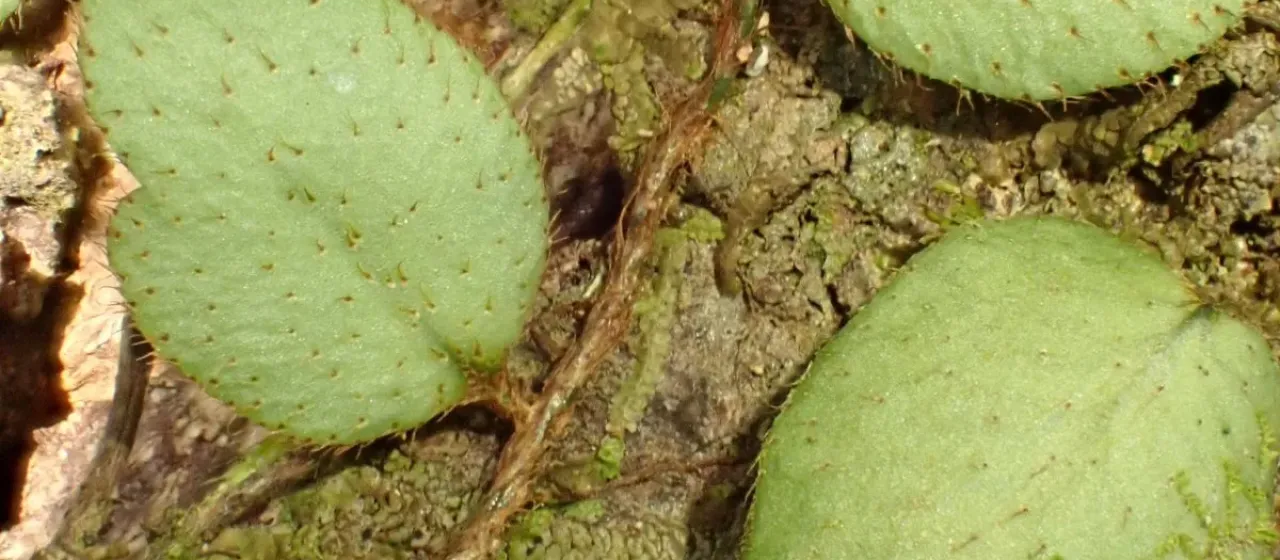 Microgramma reptans