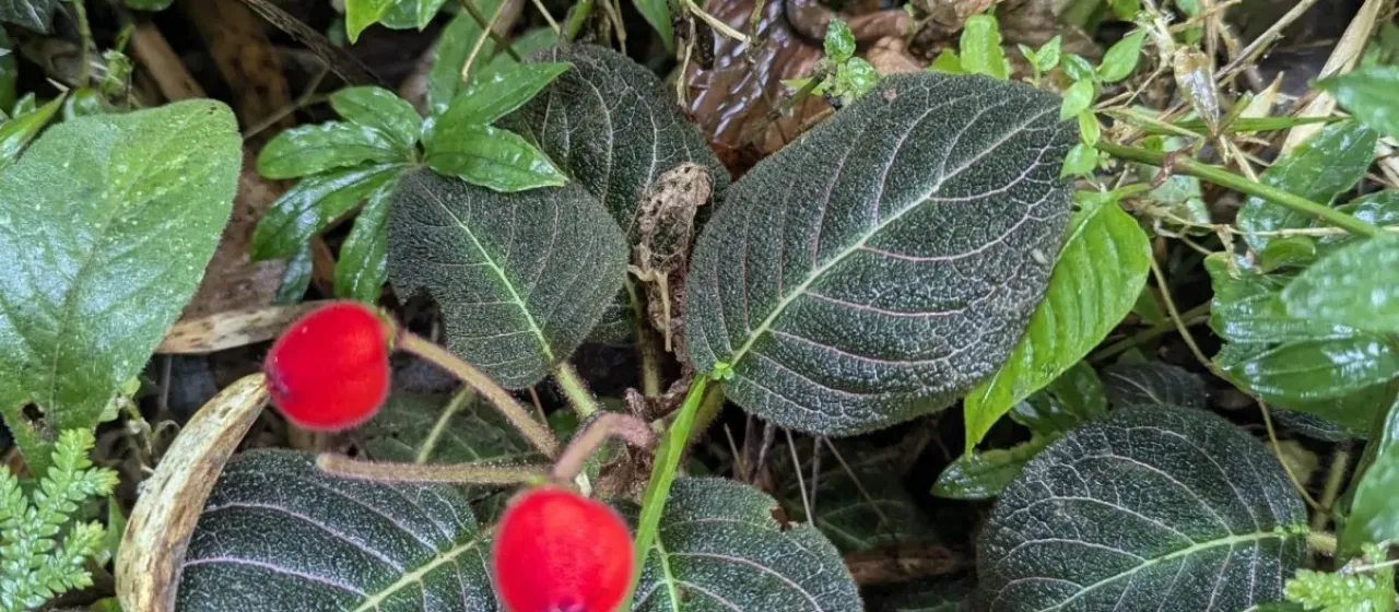 Pearcea hypocyrtiflora