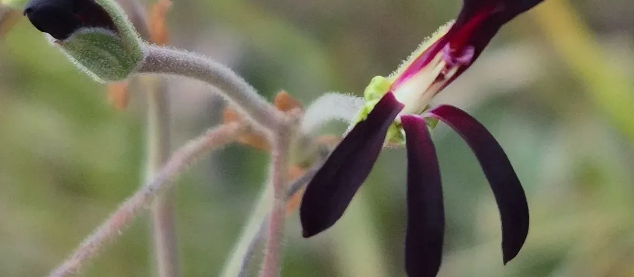 Pelargonium sidoides
