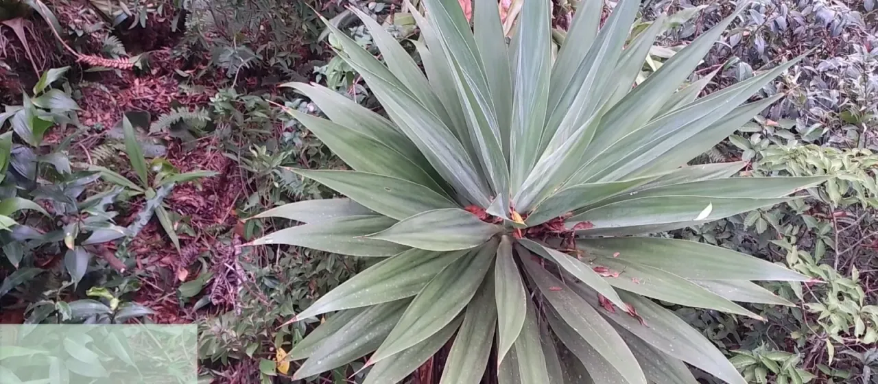 White-flowered Beschorneria