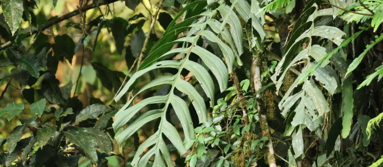 Monstera tenuis