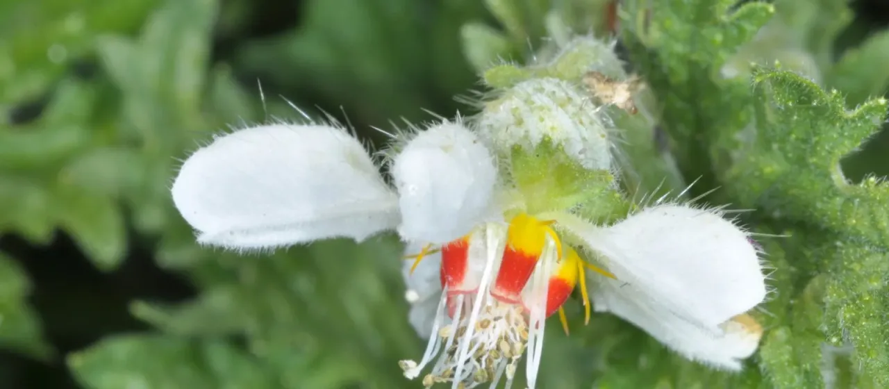 Blumenbachia hieronymi