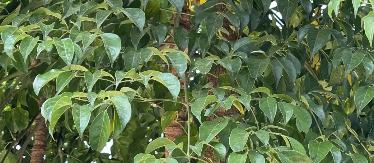 Heteropanax fragrans