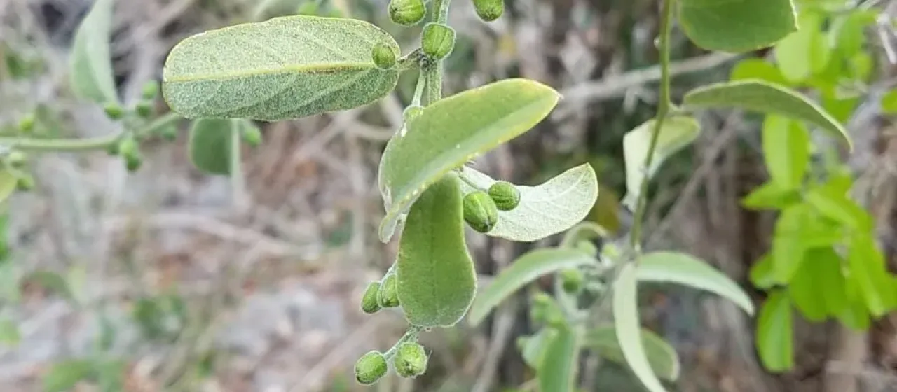 Passiflora multiflora