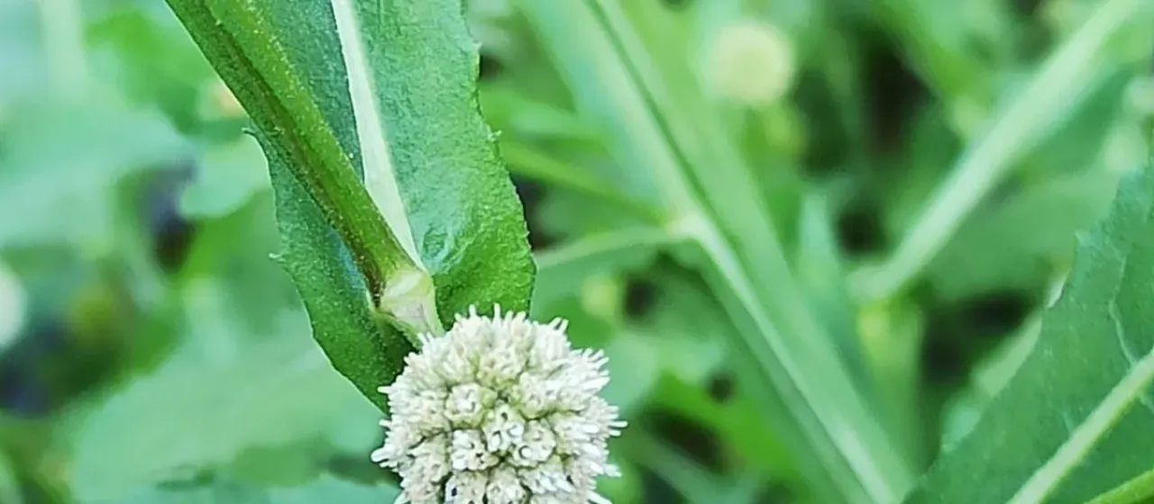 Sphaeranthus africanus