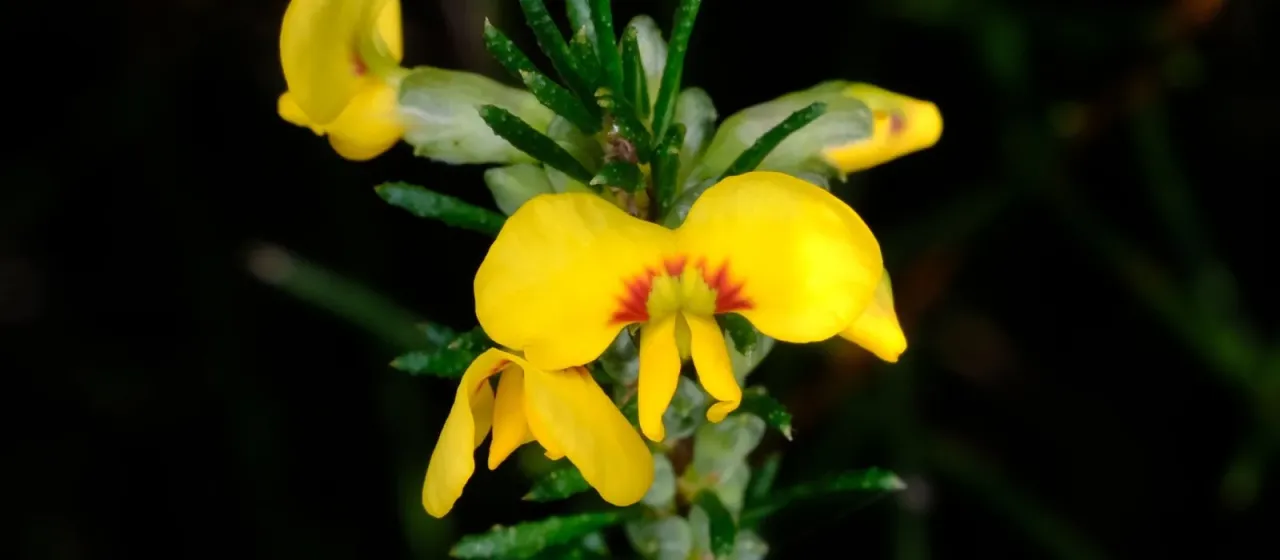 Dillwynia floribunda