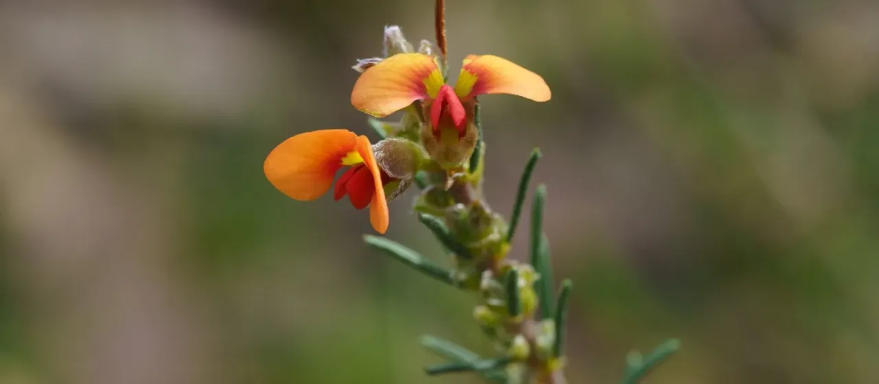 Showy Parrot-pea