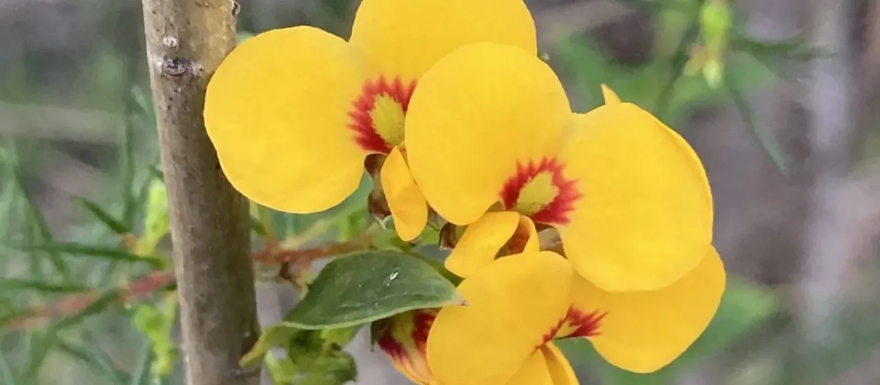 Dillwynia retorta