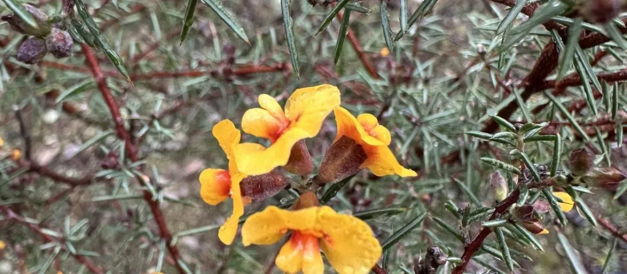 Dillwynia sieberi