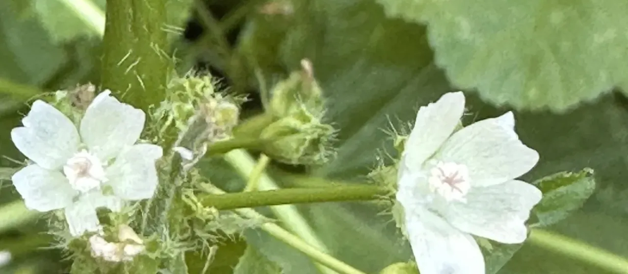 Little mallow