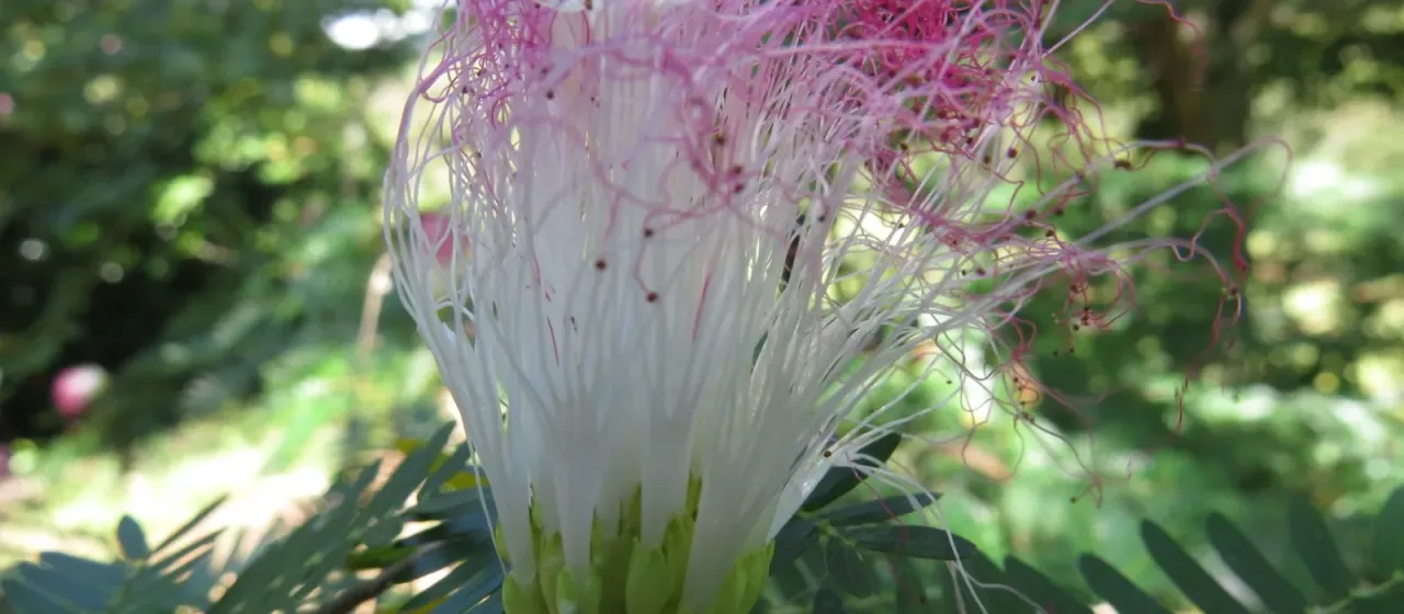 Calliandra riparia