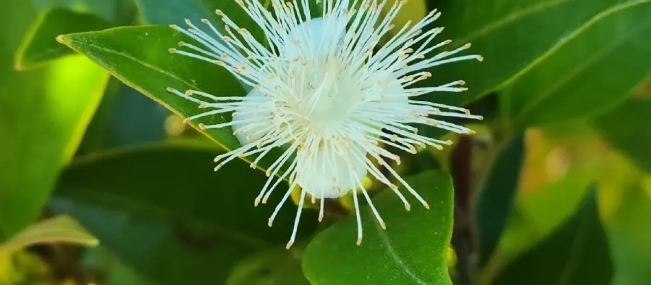 Amomyrtus luma