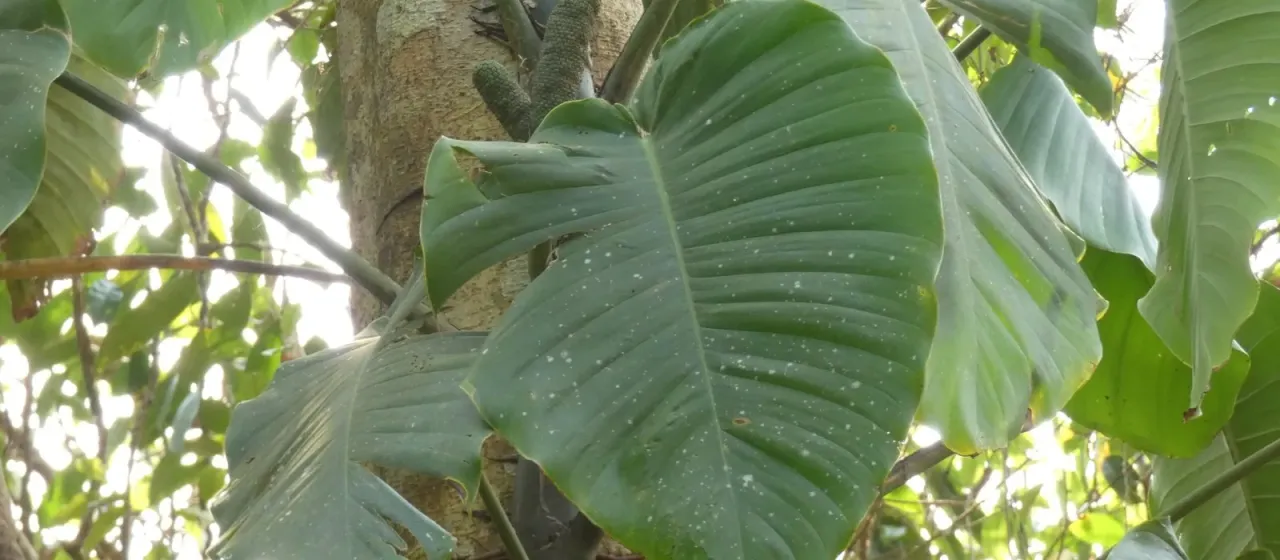 Rhaphidophora megaphylla