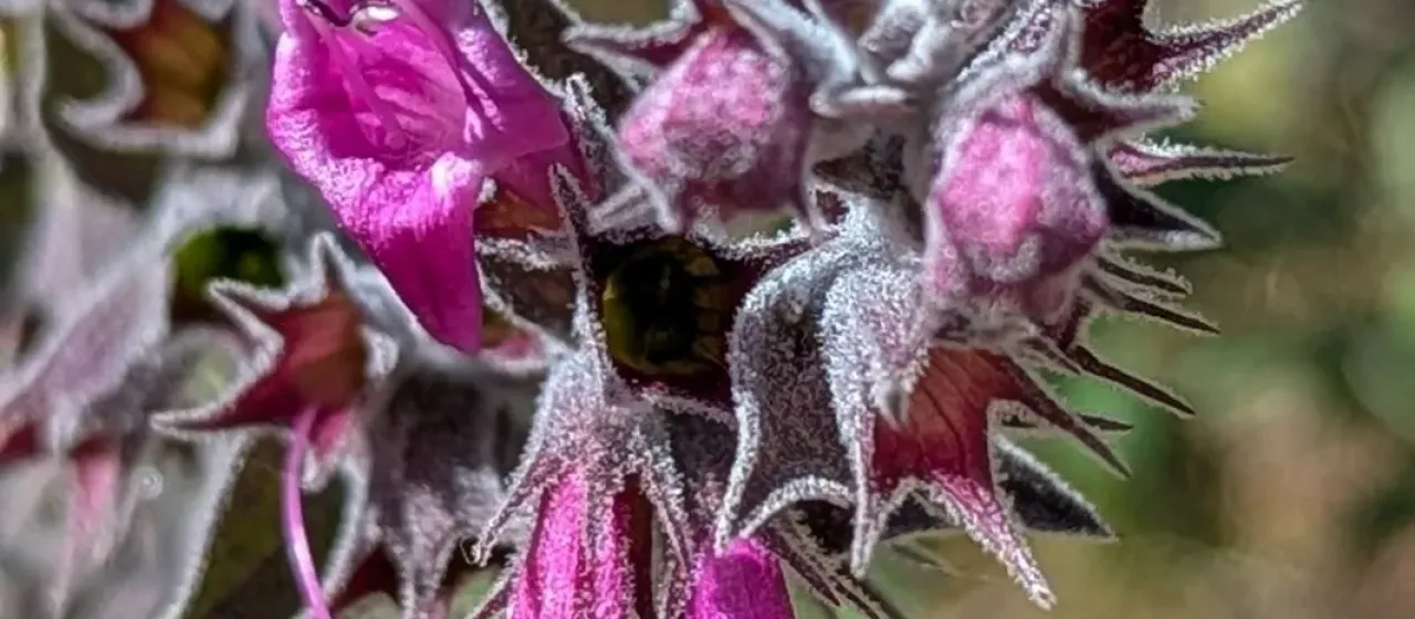 Lepechinia salviae