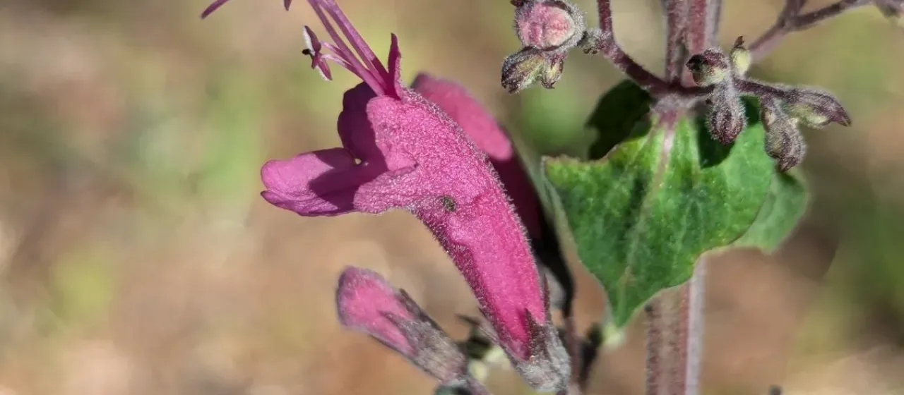 Lepechinia hastata