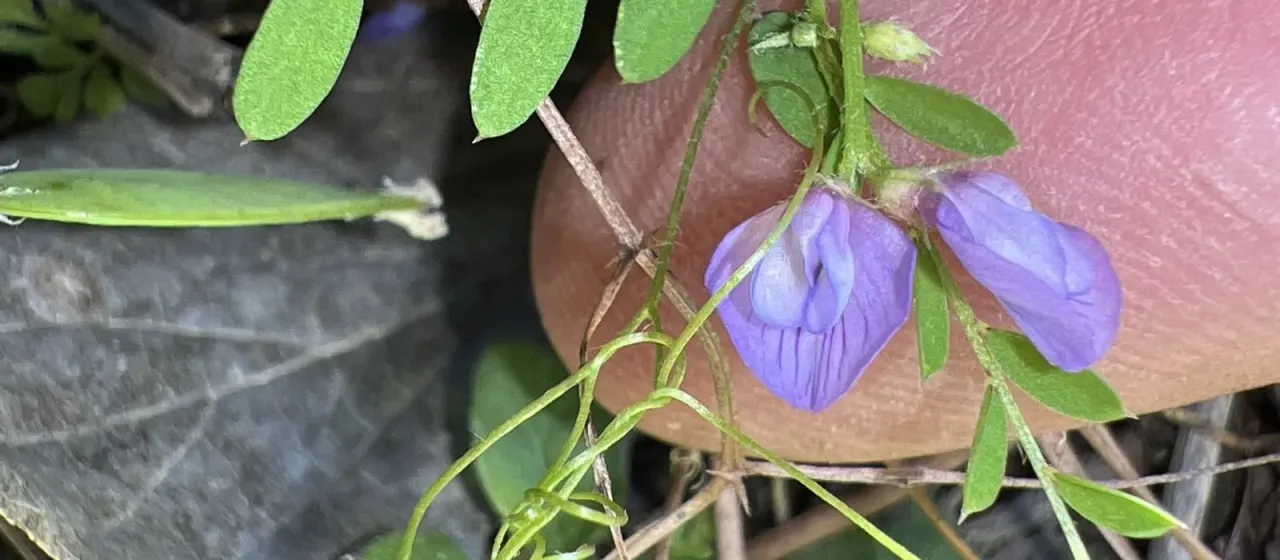 Ludlow vetch