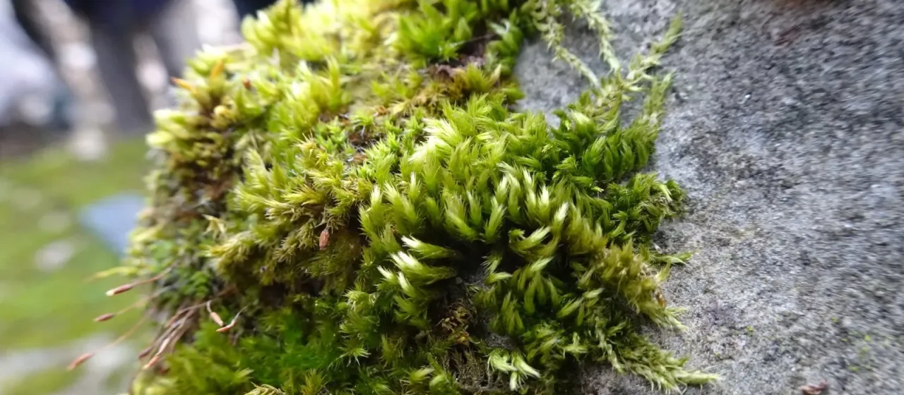 Silky wall feather-moss