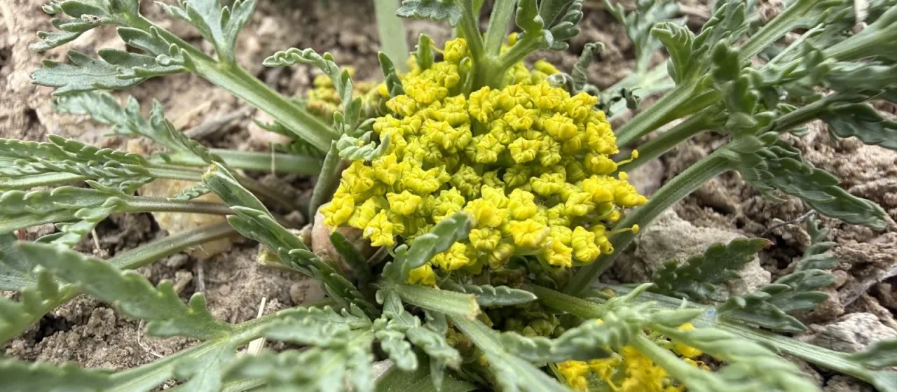Musineon divaricatum