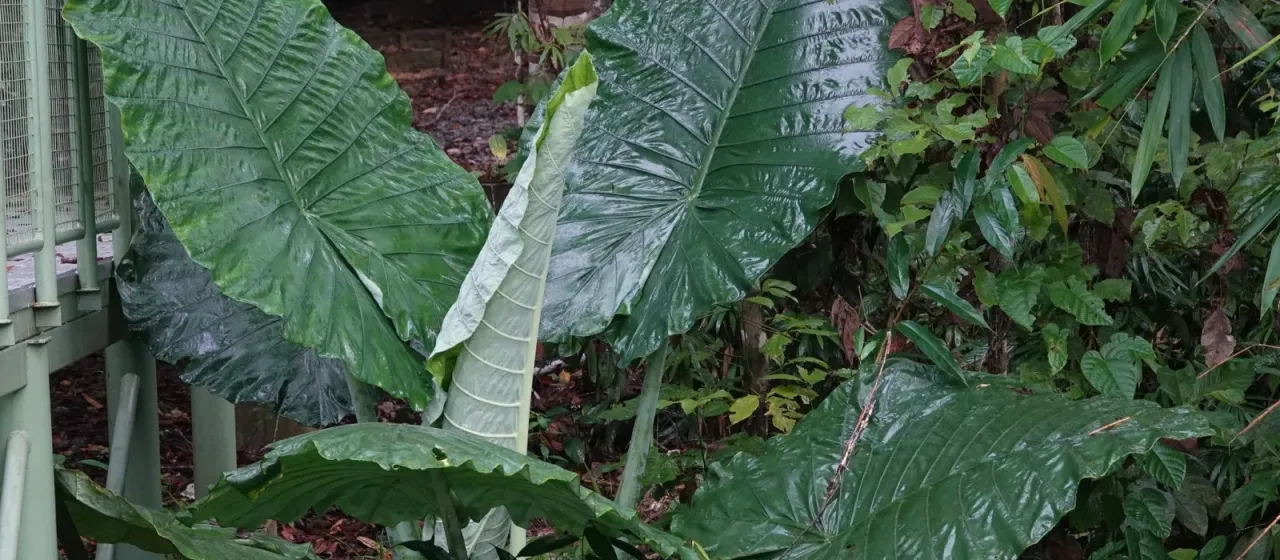 Alocasia robusta