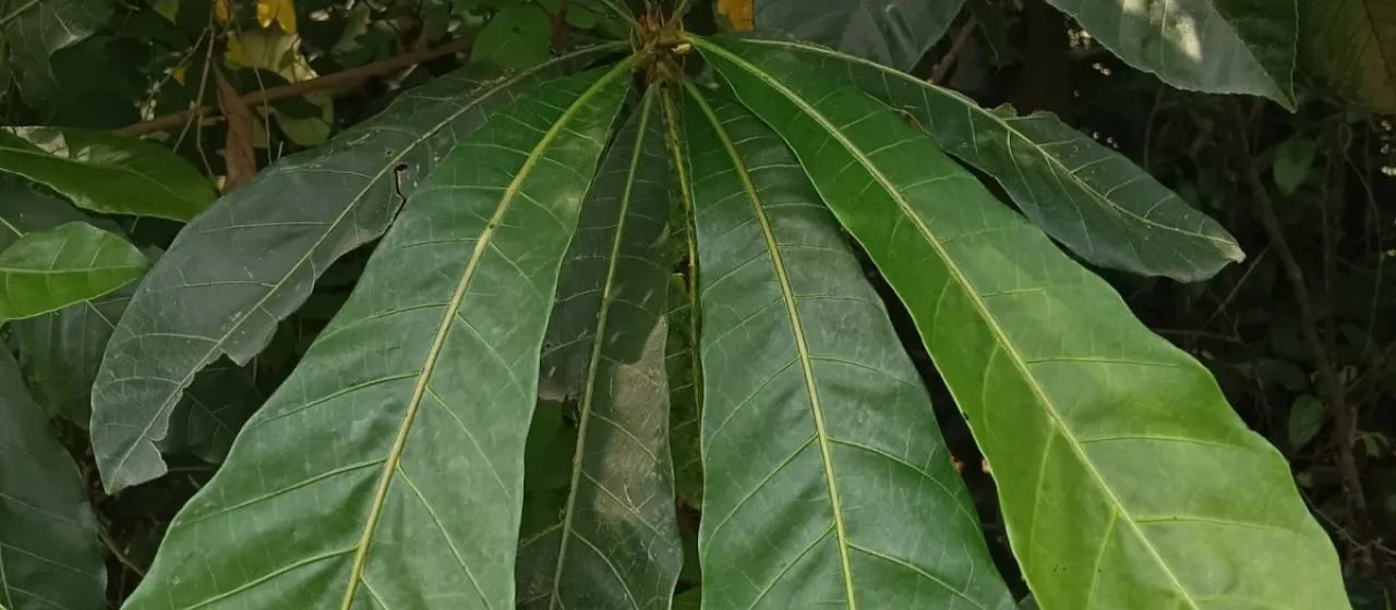 Holigarna arnottiana