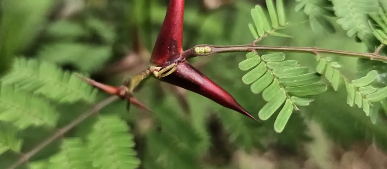 Vachellia collinsii