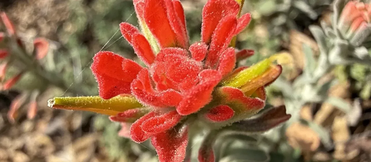 Woolly Indian paintbrush
