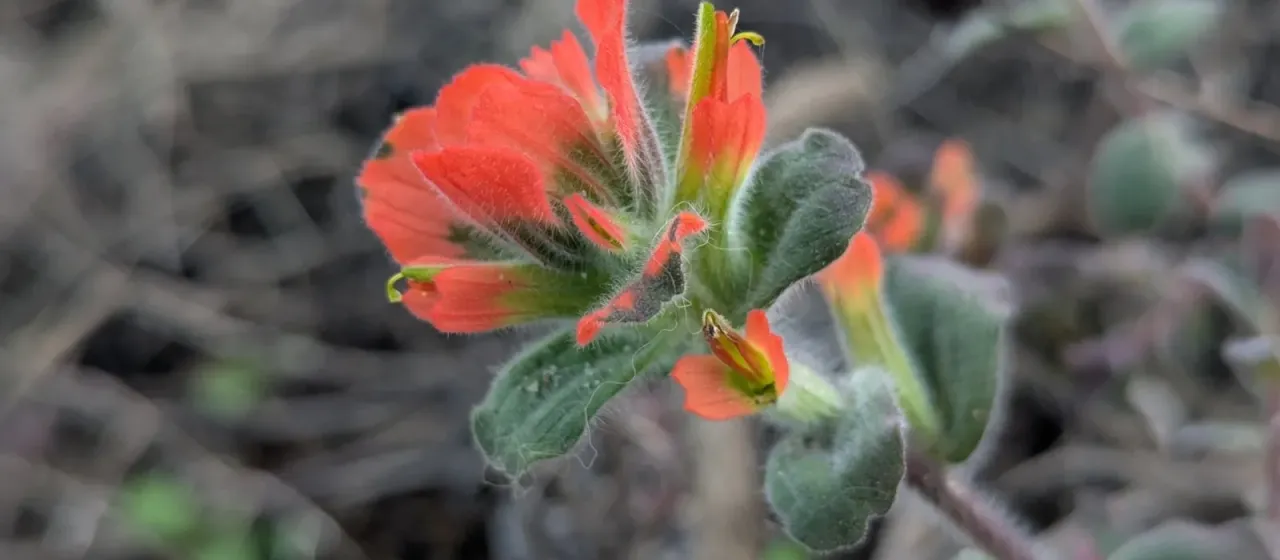 Monterey Indian paintbrush