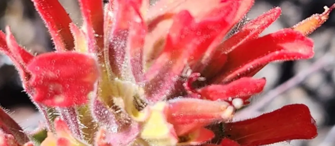 Castilleja martini