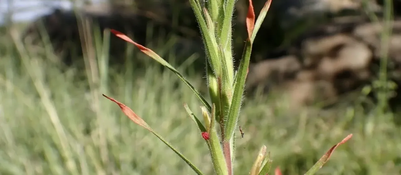 Castilleja minor