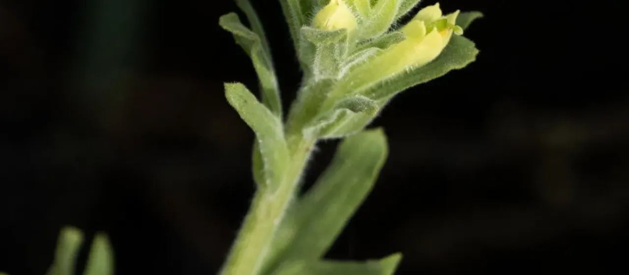 Wight's Indian paintbrush