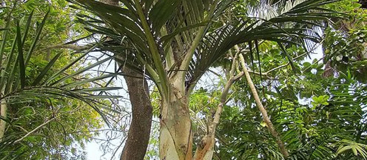 Burretiokentia koghiensis