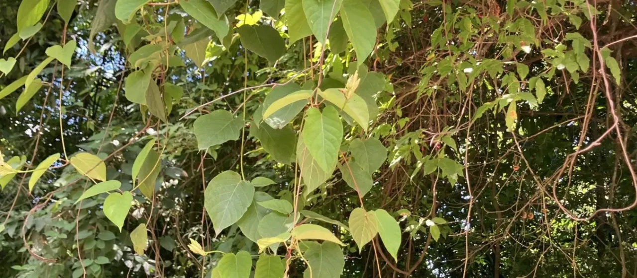 Dipladenia