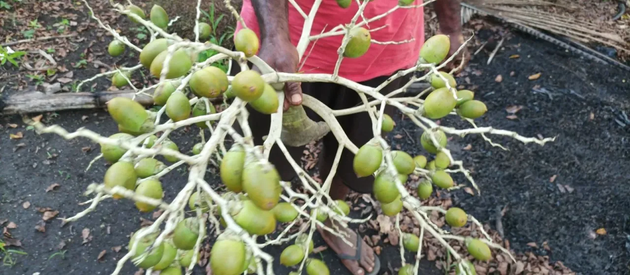 Veitchia spiralis