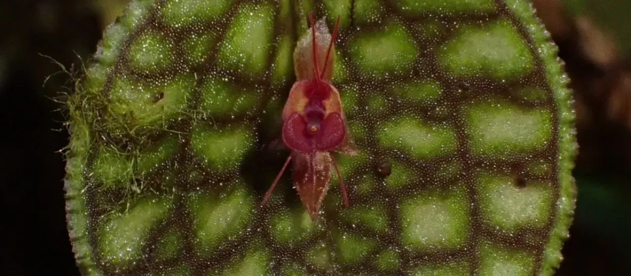 Lepanthes calodictyon
