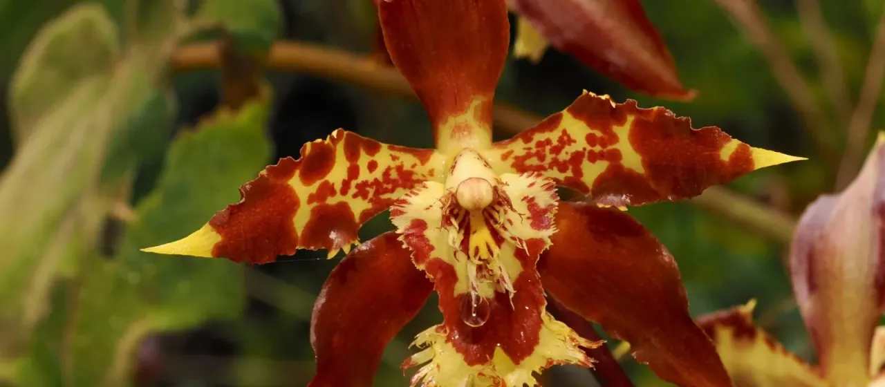 Oncidium luteopurpureum