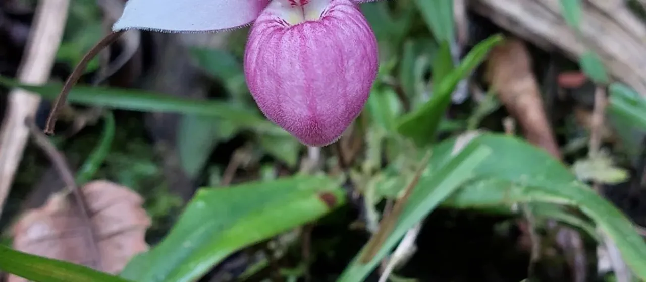 Phragmipedium schlimii