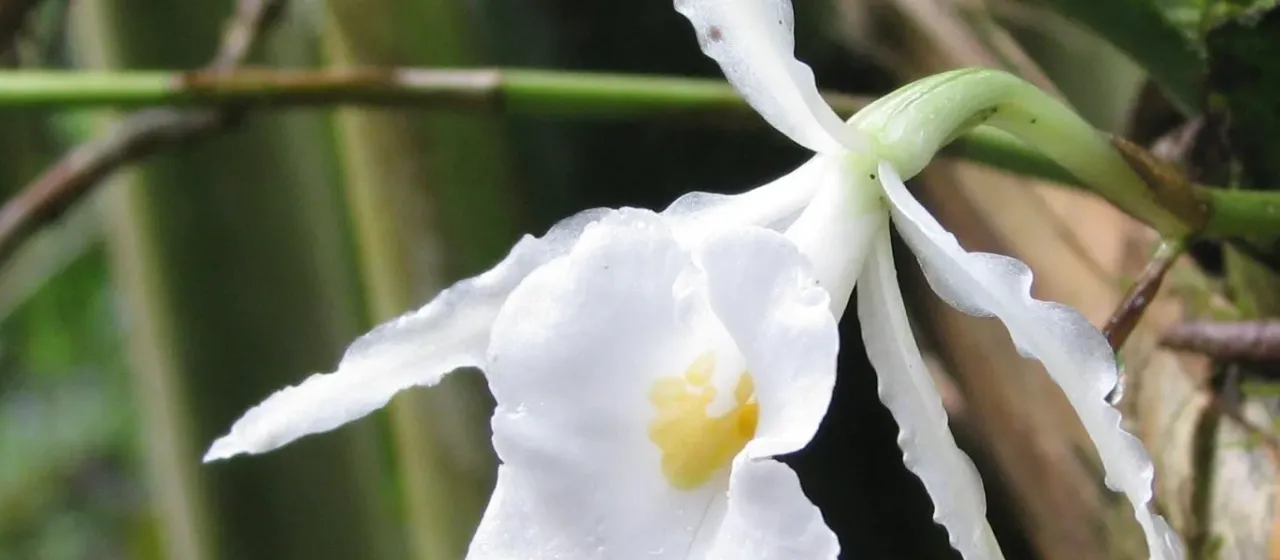 Trichopilia fragrans