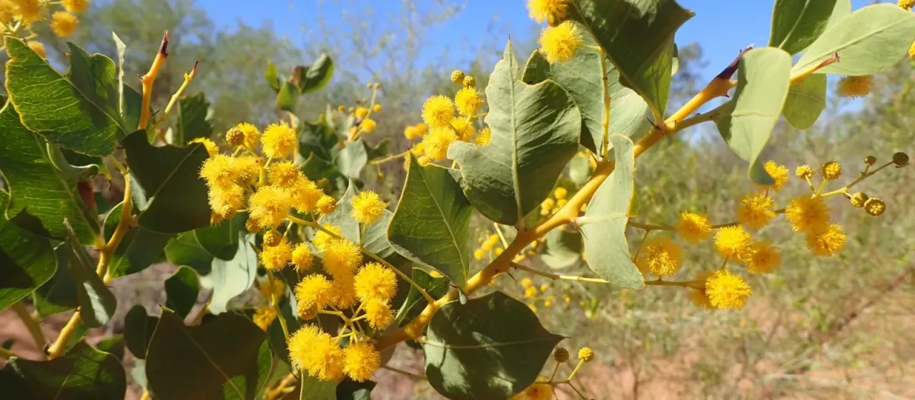 Pear-leaved acacia