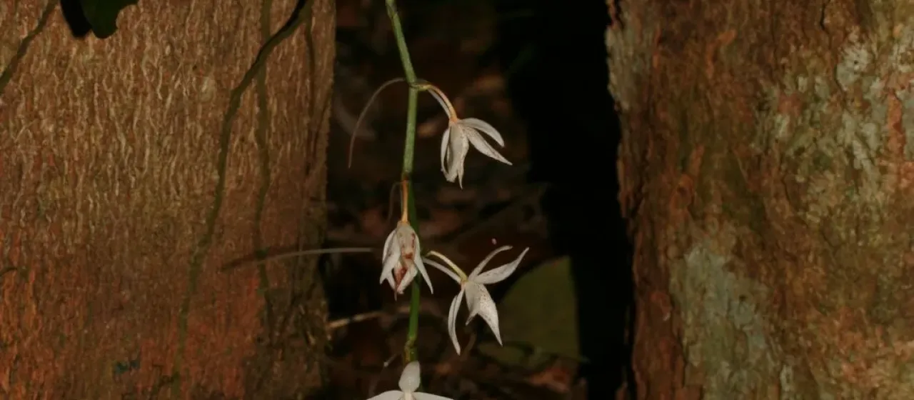 Aerangis articulata