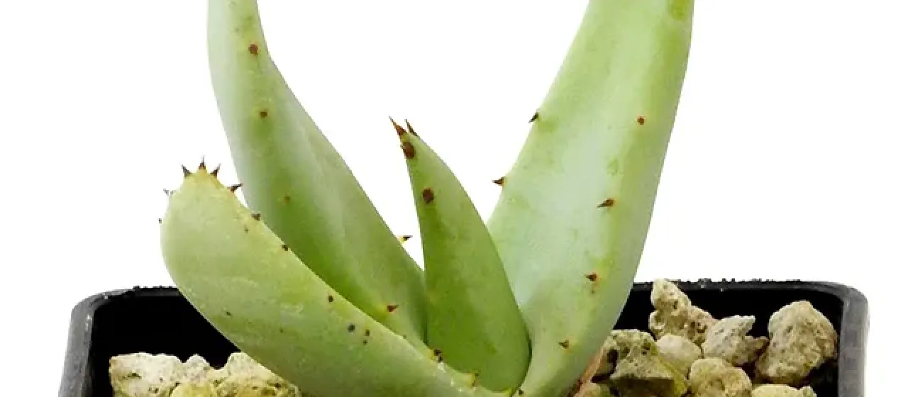Aloe asperifolia