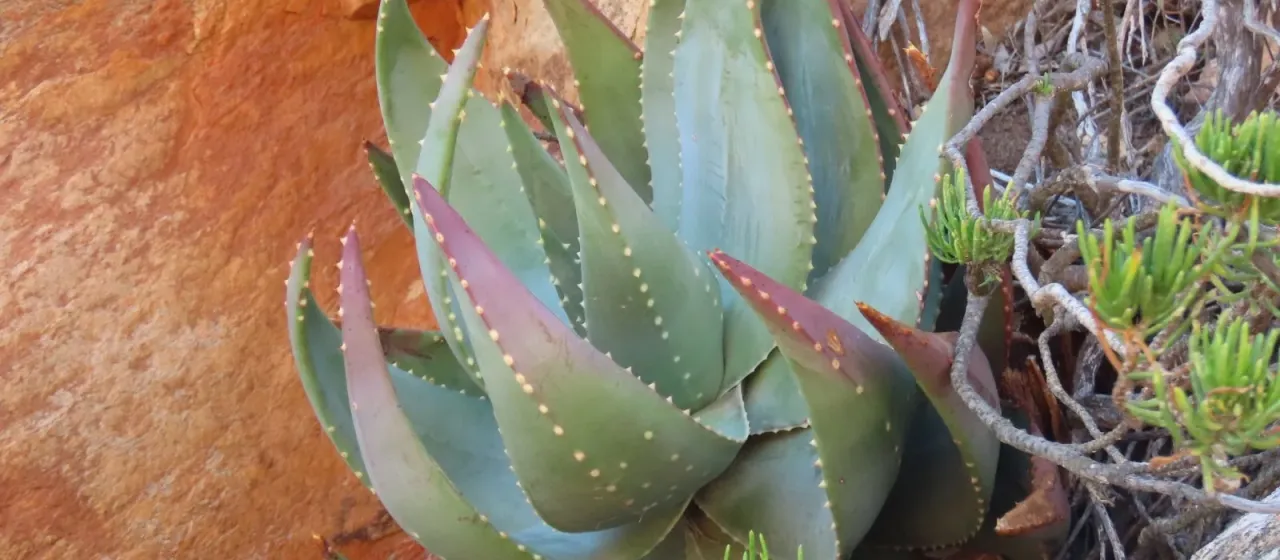 Aloe comptonii