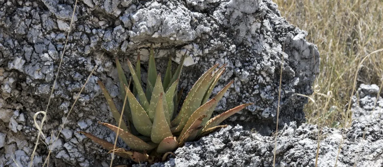Aloe esculenta