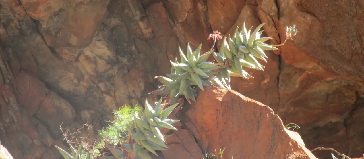 Aloe meyeri