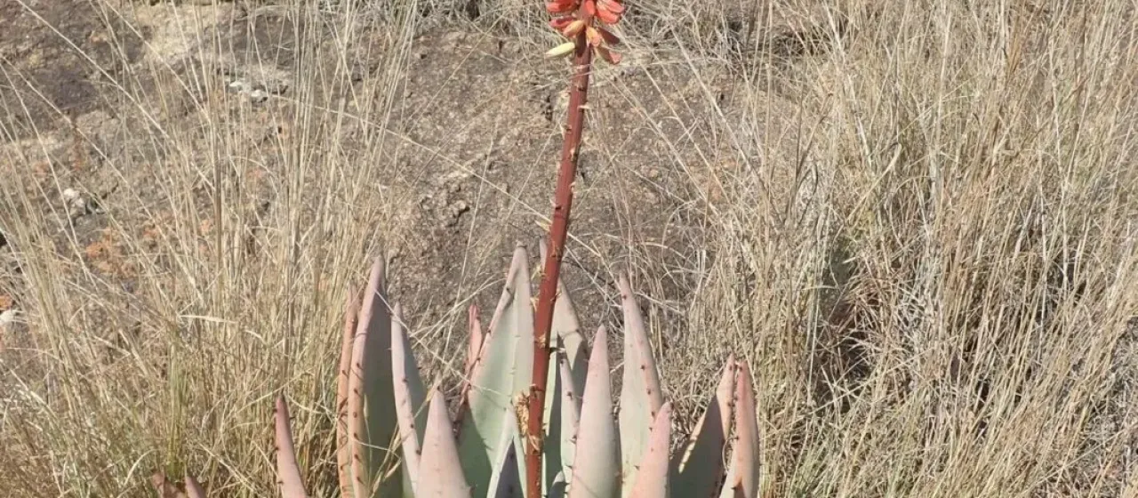 Aloe petricola