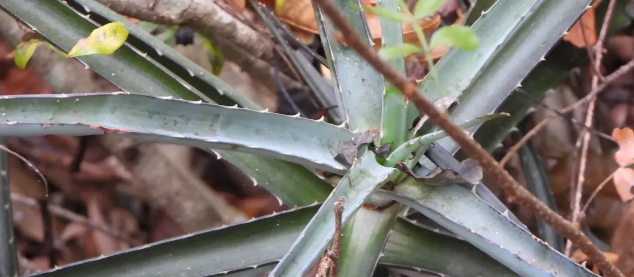 Aloe anivoranoensis