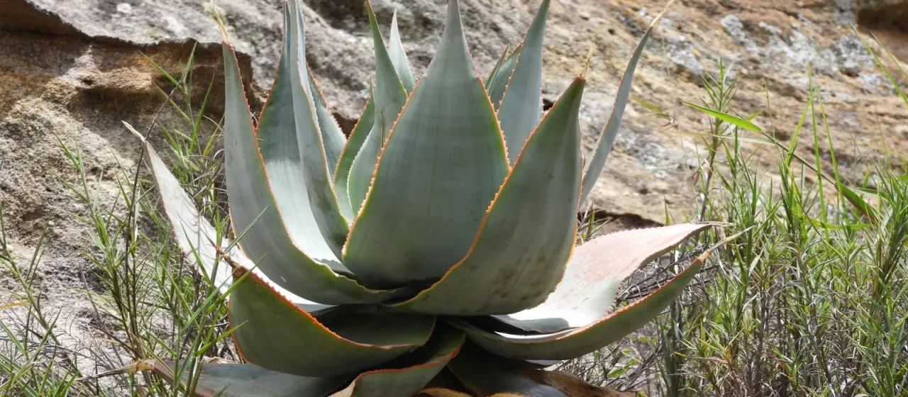 Aloe imalotensis