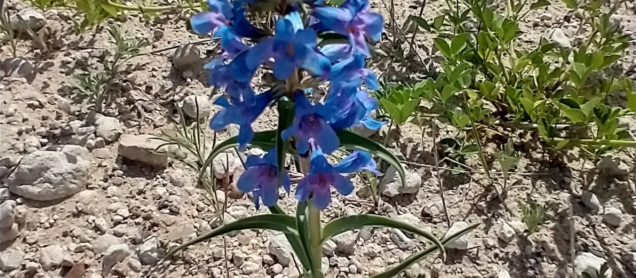 Penstemon angustifolius