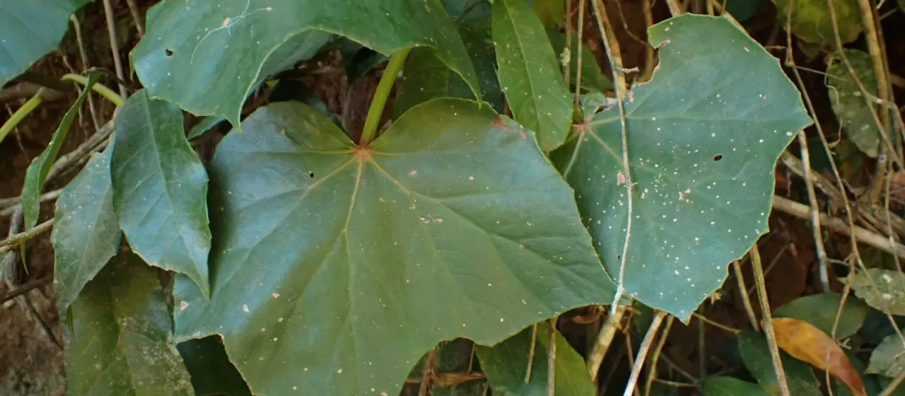Begonia reniformis
