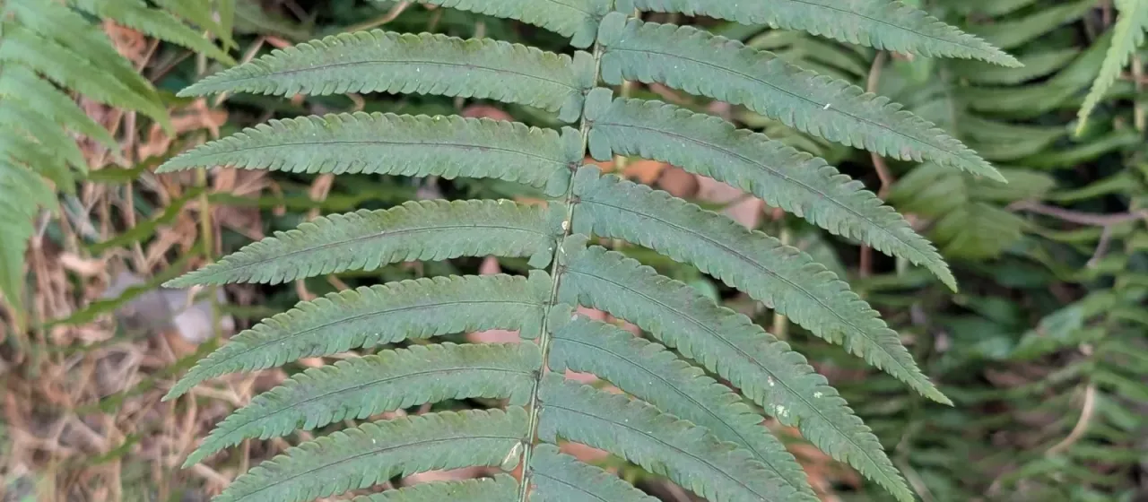Shaggy wood fern
