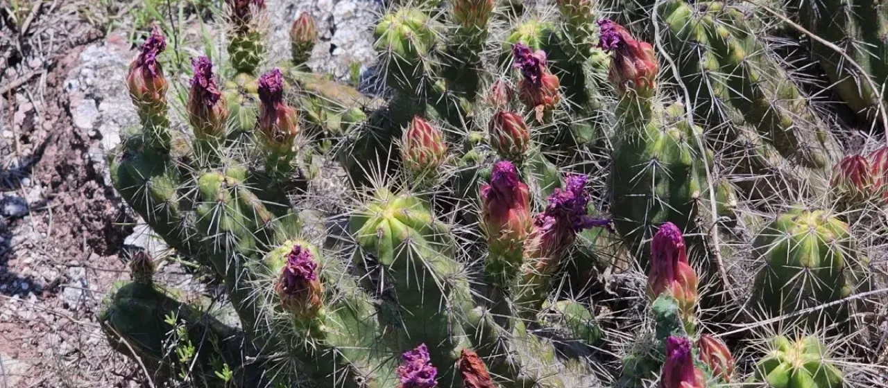 Echinocereus cinerascens